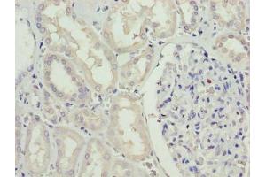 Immunohistochemistry of paraffin-embedded human kidney tissue using ABIN7168881 at dilution of 1:100 (SDSL 抗体  (AA 39-169))