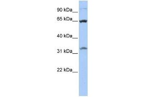 Western Blotting (WB) image for anti-Solute Carrier Family 24 (Sodium/potassium/calcium Exchanger), Member 6 (SLC24A6) (Middle Region) antibody (ABIN635875)