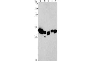 Western Blotting (WB) image for anti-Carbonyl Reductase 1 (CBR1) antibody (ABIN2422894) (CBR1 抗体)