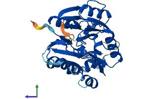 AlphaFold protein structure predicition of Human Recombinant DDAH2 Protein, UniprotID O95865