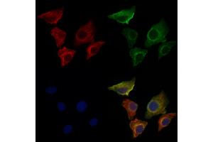 ABIN6259906 and ABIN6276534 staining Hela cells by IF/ICC. (AMACR 抗体  (Internal Region))