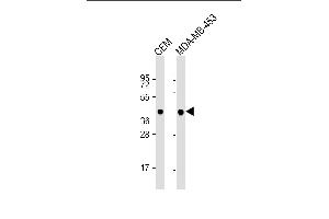 Lane 1: CEM lysates, Lane 2: MDA-MB-453 lysates, probed with MAPK3 (327CT18.