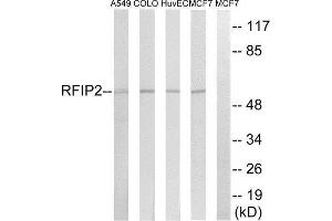 Western Blotting (WB) image for anti-RAB11 Family Interacting Protein 2 (Class I) (RAB11FIP2) (Internal Region) antibody (ABIN1851924)