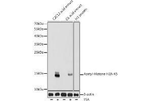Western blot analysis of extracts of various cell lines, using Acetyl-Histone H2A-K5 antibody (ABIN7267722) at 1:1000 dilution. (Histone H2A 抗体  (acLys5))