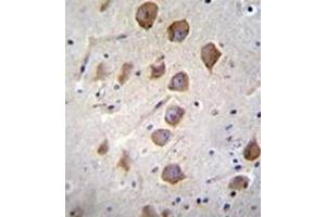 Immunohistochemistry analysis in formalin fixed and paraffin embedded human brain tissue reacted with  KCNRG Antibody (C-term) followed by peroxidase conjugation of the secondary antibody and DAB staining. (KCNRG 抗体  (C-Term))