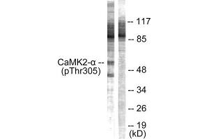 Western Blotting (WB) image for anti-CaMK2 alpha/beta/delta (pThr305), (Thr305) antibody (ABIN1847206) (CaMK2 alpha/beta/delta 抗体  (pThr305, Thr305))