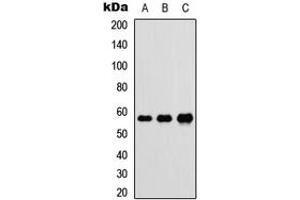 Western blot analysis of DnaJC3 expression in HEK293T (A), Raw264. (DNAJC3 抗体  (Center))