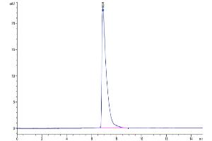 Size-exclusion chromatography-High Pressure Liquid Chromatography (SEC-HPLC) image for Activated Leukocyte Cell Adhesion Molecule (ALCAM) (AA 28-527) protein (His tag) (ABIN7273814)