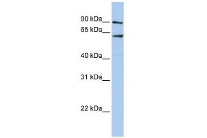 AHCYL1 antibody used at 1 ug/ml to detect target protein. (AHCYL1 抗体  (N-Term))