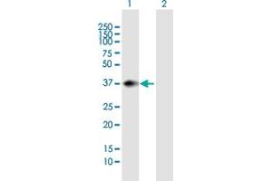 Western Blot analysis of PNMA1 expression in transfected 293T cell line by PNMA1 MaxPab polyclonal antibody. (PNMA1 抗体  (AA 1-353))