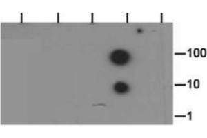 Dot Blot of Rabbit Histone H3 [Dimethyl Lys37] Antibody.