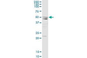 SEPT10 MaxPab rabbit polyclonal antibody. (Septin 10 抗体  (AA 1-454))
