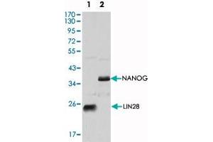 Western blot analysis using LIN28 monoclonal antibody, clone 6D1F9  against NTERA-2 cell lysate. (LIN28A 抗体  (AA 93-209))