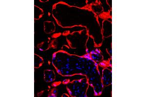 Immunofluorescence analysis of human placenta cells using S100P Rabbit mAb  at dilution of 1:100 (40x lens). (S100P 抗体)