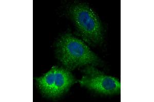 Immunofluorescent analysis of 4 % paraformaldehyde-fixed, 0. (Kallikrein 10 抗体  (C-Term))