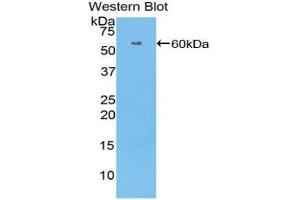 Western Blotting (WB) image for anti-Histidine-Rich Glycoprotein (HRG) (AA 18-254) antibody (ABIN1175741) (HRG 抗体  (AA 18-254))