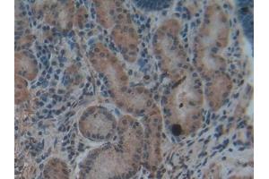 Immunohistochemistry (IHC) image for anti-Hepcidin Antimicrobial Peptide (HAMP) (AA 25-84) antibody (ABIN7434458)