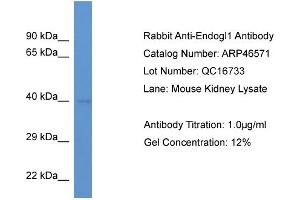 Western Blotting (WB) image for anti-Endo/exonuclease (5'-3'), Endonuclease G-Like (EXOG) (N-Term) antibody (ABIN2782665) (EXOG 抗体  (N-Term))