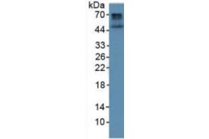 Rabbit Detection antibody from the kit in WB with Positive Control: Human liver tissue. (BMP4 CLIA Kit)