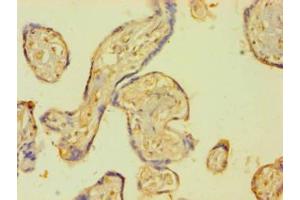 Immunohistochemistry of paraffin-embedded human placenta tissue using ABIN7172216 at dilution of 1:100 (PLAT 抗体  (AA 36-556))