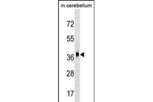 D2 Antibody (N-term) (ABIN1539430 and ABIN2849669) western blot analysis in mouse cerebellum tissue lysates (35 μg/lane). (MMD2 抗体  (N-Term))