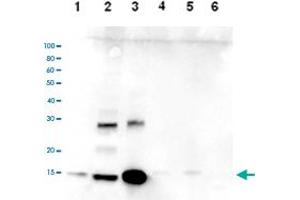 Western Blot analysis of (1) 25 ug whole cell extracts of Hela cells, (2) 15 ug histone extracts of Hela cells, (3) 1 ug of recombinant histone H2A, (4) 1 ug of recombinant histone H2B, (5) 1 ug of recombinant histone H3, (6) 1 ug of recombinant histone H4. (HIST3H2A 抗体  (C-Term))