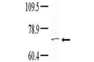 Western blot analysis of TNK1 antibody (1:100) in HeLa lysate (TNK1 抗体  (AA 256-286))