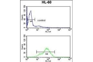 BAHD1 Antibody (C-term) (ABIN653104 and ABIN2842693) flow cytometry analysis of HL-60 cells (bottom histogram) compared to a negative control cell (top histogram).
