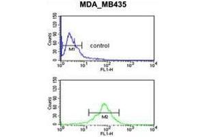 ACOT8 Antibody (C-term) flow cytometric analysis of MDA-MB435 cells (bottom histogram) compared to a negative control cell (top histogram).