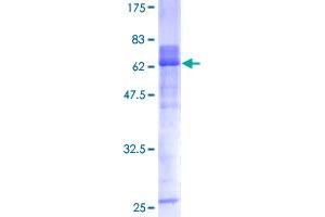 HOXA1 Protein (AA 1-335) (GST tag)