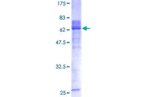 HOXA1 Protein (AA 1-335) (GST tag)