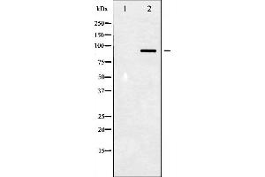 Western blot analysis of STAT3 phosphorylation expression in HeLa whole cell lysates,The lane on the left is treated with the antigen-specific peptide. (STAT3 抗体  (pTyr705))