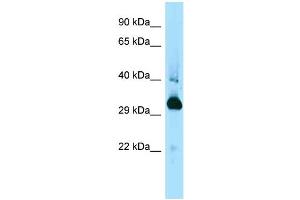 WB Suggested Anti-Mapre1 Antibody Titration: 1.