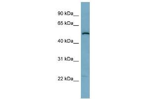 C1ORF142 antibody used at 1 ug/ml to detect target protein.