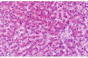 Anti-GRM7 / MGLUR7 antibody IHC staining of human liver. (GRM7 抗体  (Extracellular Domain))