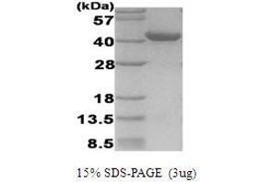 Figure annotation denotes ug of protein loaded and % gel used. (Hypoxia Inducible Factor 1, alpha Subunit (Basic Helix-Loop-Helix Transcription Factor) (HIF1A) (AA 530-826) Peptide)
