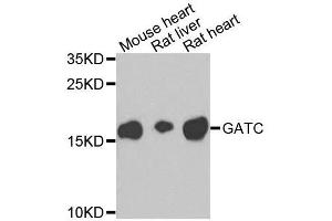 Western blot analysis of extracts of various cell lines, using GATC antibody. (GATC 抗体  (AA 1-136))