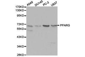 Western Blotting (WB) image for anti-Peroxisome Proliferator-Activated Receptor gamma (PPARG) antibody (ABIN1874206) (PPARG 抗体)