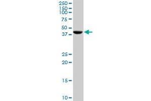 CANT1 MaxPab rabbit polyclonal antibody. (CANT1 抗体  (AA 1-401))