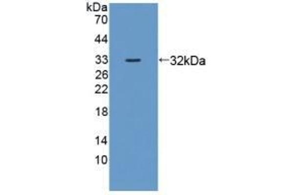 DNAJC2 抗体  (AA 368-621)