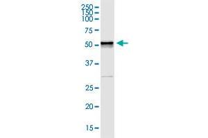 DLK1 MaxPab rabbit polyclonal antibody. (DLK1 抗体  (AA 1-383))