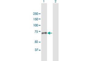 Western Blot analysis of SNED1 expression in transfected 293T cell line by SNED1 MaxPab polyclonal antibody. (SNED1 抗体  (AA 1-600))