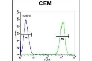 IKZF1 Antibody (C-term) (ABIN654180 and ABIN2844035) flow cytometric analysis of CEM cells (right histogram) compared to a negative control cell (left histogram). (IKZF1 抗体  (C-Term))