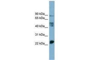 Image no. 1 for anti-Myelin Protein Zero-Like 1 (MPZL1) (AA 107-156) antibody (ABIN6743249) (MPZL1 抗体  (AA 107-156))