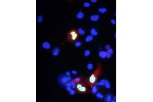 Transfected cell immunofluorescence: COS-1 cells expressing myc-tagged human Co-Rest. (CoREST 抗体  (AA 109-293))