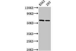 Western Blot Positive WB detected in: K562 whole cell lysate, 293 whole cell lysate All lanes: CCT7 antibody at 3 μg/mL Secondary Goat polyclonal to rabbit IgG at 1/50000 dilution Predicted band size: 60, 38, 55, 51 kDa Observed band size: 60 kDa (CCT7 抗体  (AA 240-543))