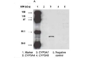 Western blot analysis using CYP3A7 antibody  on various recombinant CYP450 proteins. (CYP3A7 抗体  (C-Term))
