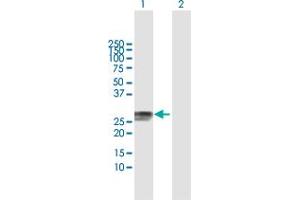 Western Blot analysis of RAB32 expression in transfected 293T cell line by RAB32 MaxPab polyclonal antibody. (RAB32 抗体  (AA 1-225))