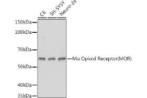 Western blot analysis of extracts of various cell lines, using Mu Opioid Receptor(MOR) antibody (ABIN7269101) at 1:1000 dilution. (Mu Opioid Receptor 1 抗体  (C-Term))