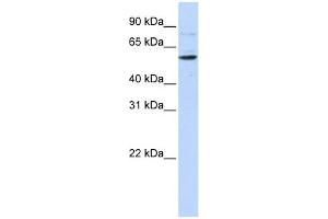 CDS1 antibody used at 1 ug/ml to detect target protein.